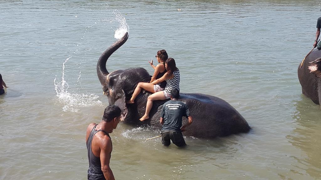 Jungle Wildlife Camp Ξενοδοχείο Sauraha Εξωτερικό φωτογραφία