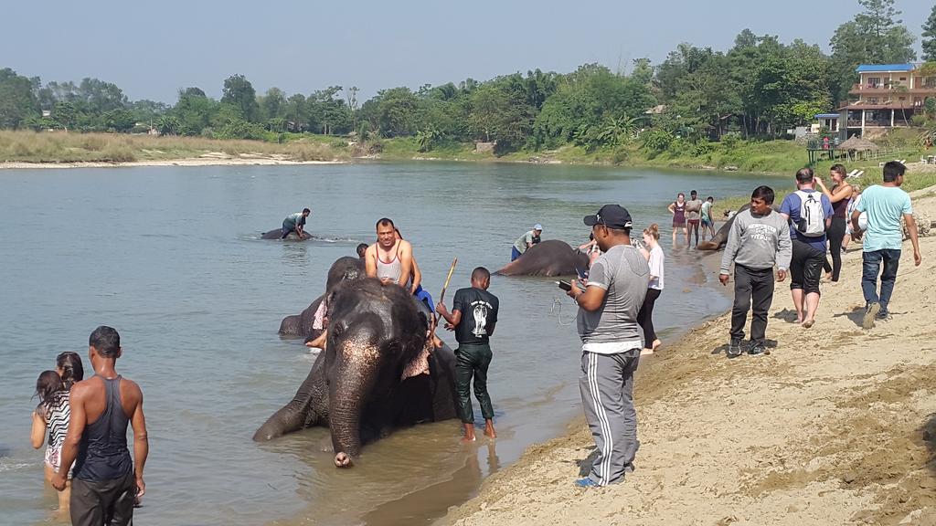Jungle Wildlife Camp Ξενοδοχείο Sauraha Εξωτερικό φωτογραφία