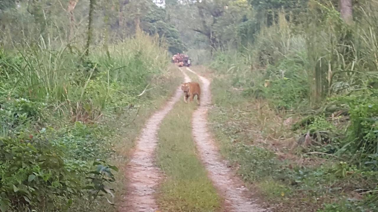 Jungle Wildlife Camp Ξενοδοχείο Sauraha Εξωτερικό φωτογραφία